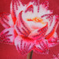 Hand Embroidered Pichwai Cushion Cover with Digital Print | Embellished Velvet 16x16 Inches